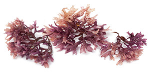 Plant-Based Minerals